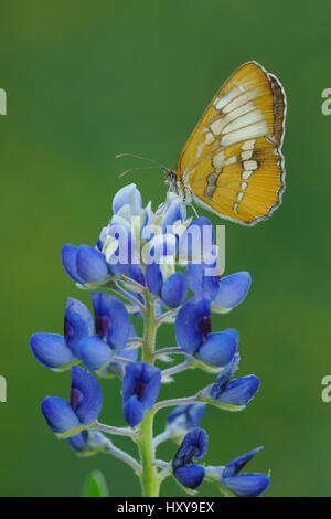 Mestra comune butterfly (Mestra amymone) a riposo su fioritura Texas bluebonnet (Lupinus texensis), costa del Texas, Stati Uniti d'America. Foto Stock