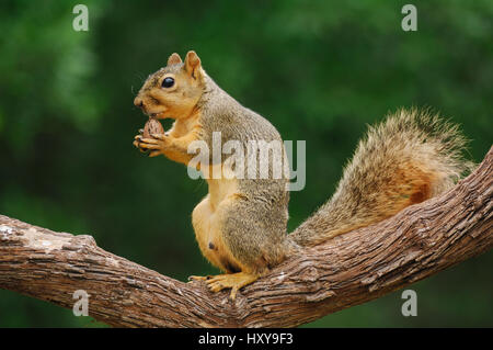 Ritratto di Fox orientale scoiattolo (Sciurus niger) maschio avanzamento sul dado alle noci pecan, Fennessey Ranch, Refugio, Coastal Bend, costa del Texas, Stati Uniti d'America. Foto Stock