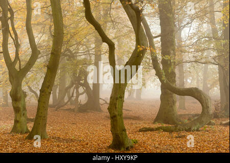 Contorte tronchi di alberi di faggio (Fagus sylvatica) nella nebbia d'autunno. Beacon Hill Country Park, National Forest, Leicestershire, Regno Unito. Ottobre 2010. Foto Stock