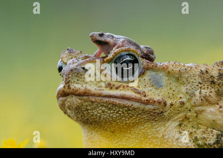 La canna da zucchero toad / Marine / Rospo Rospo gigante (Bufo marinus) adulti con grandi pianure narrowmouth toad (Gastrophryne olivacea) seduto sulla sua testa. Laredo, Webb County, Texas del Sud, Stati Uniti d'America. Foto Stock