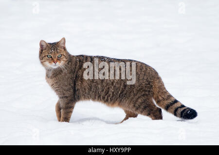 Il gatto selvatico (Felis silvestris) nella neve, captive. Germania. Foto Stock