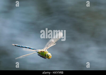 Maschio a forma di libellula imperatore (Anax imperator) in volo, Arne RSPB riserva, Dorset, Inghilterra, Regno Unito, Luglio. Lo sapevate? Le libellule trascorrere fino a sei anni come squallida ninfe acquatiche solo per un paio di settimane come colorata, adulti acrobatico. Foto Stock