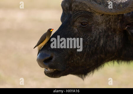 African buffalo (Syncerus caffer) maschio con giallo-fatturati oxpecker (Buphagus africanus) sul naso, Nakuru National Park, Kenya Foto Stock