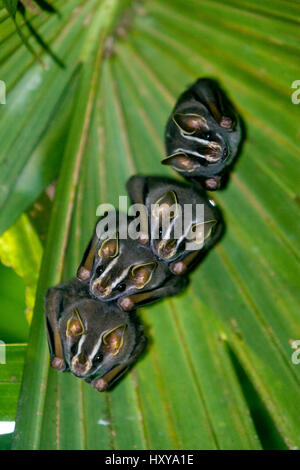 Tenda rendendo i pipistrelli (Uroderma bilobatum) poggiante su Bactris palm, Hacienda Baru, Costa Rica Foto Stock