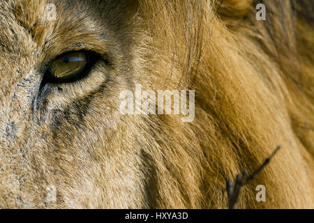 Lion (Panthera leo) maschio close-up di occhio, Masai-Mara Game Reserve, in Kenya. Le specie vulnerabili. Foto Stock