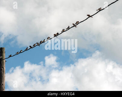 Birds on a Wire Foto Stock