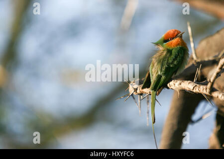 Böhm il Gruccione (Merops boehmi) Foto Stock