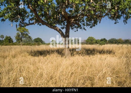 Salsiccia Tree (Kigelia africana) Foto Stock
