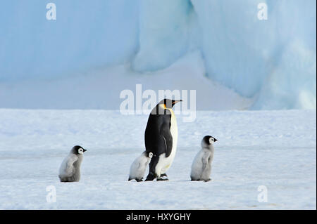 Pinguini imperatore con pulcino Foto Stock