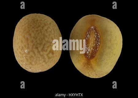 Lathyrus tuberosus, vetchling tuberosa, Knollige Platterbse, semi, vicino, la dimensione della granella da 3 a 5 mm Foto Stock