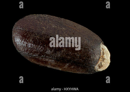 Lavandula angustifolia, vera lavanda, Echter Lavendel, seme, primo piano, seme 2 mm di lunghezza Foto Stock