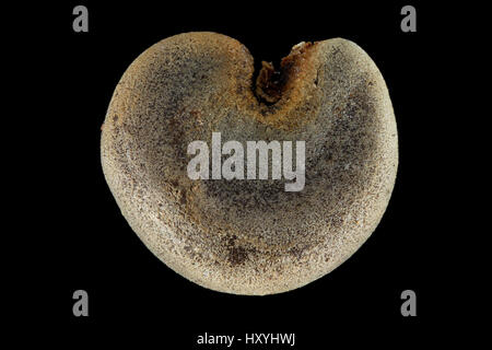 Lavatera thuringiaca, albero giardino-malva, Thüringer Strauchpappel, sementi, vicino, la dimensione della granella 2-3 mm Foto Stock