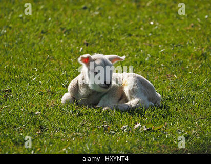 Neonato agnello bianco con la luce del sole che splende attraverso Orecchie rosa in seduta grassy archiviato in Cumbria brillante sole Foto Stock