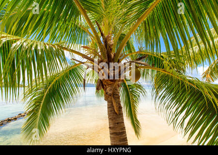 Les Tipaniers, Tiahura, Moorea, Polinesia Francese Foto Stock