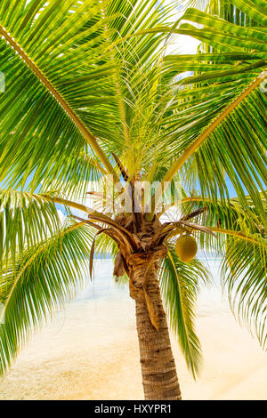 Les Tipaniers, Tiahura, Moorea, Polinesia Francese Foto Stock