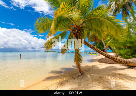 Les Tipaniers, Tiahura, Moorea, Polinesia Francese Foto Stock