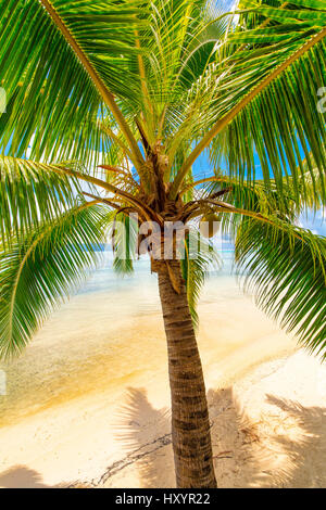 Les Tipaniers, Tiahura, Moorea, Polinesia Francese Foto Stock