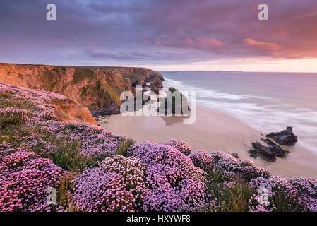 Rosa parsimonia (Armeria maritima) fioritura sulle rupi costiere tops a Bedruthan Steps, Cornwall, Regno Unito. Maggio 2013. Foto Stock