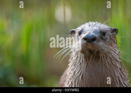 Nord America Lontra di fiume (Lutra canadensis) captive, avviene in America del Nord. Foto Stock