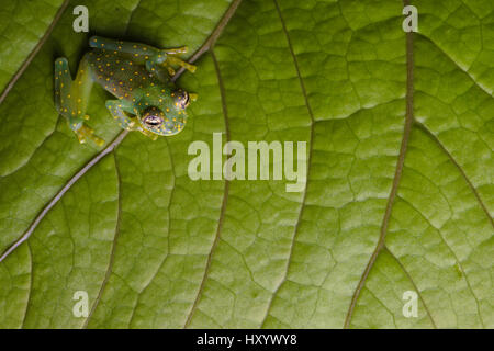 Giallo-Glassfrog chiazzata (Sachatamia albomaculata). Penisola di Osa, Costa Rica. Foto Stock