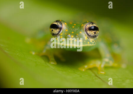 Giallo-Glassfrog chiazzata (Sachatamia albomaculata). Penisola di Osa, Costa Rica. Foto Stock