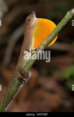 Golfo Dulce Anole / Molti-scaled Anole (Norops / Anolis polylepis) segnalazione maschio estendendo pagliolaia. Endemica al Golfo Dulce regione della Costa Rica. Parco Nazionale di Corcovado, Osa Peninsula, Costa Rica. Foto Stock