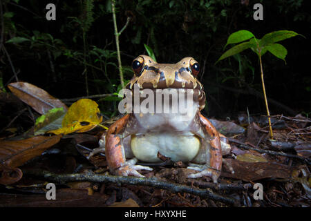 Smoky Jungle Frog (Leptodactylus savageii /pentadactylus) a scavare il suolo della foresta pluviale di notte. Caraibi centrale pedemontana, Costa Rica. Foto Stock