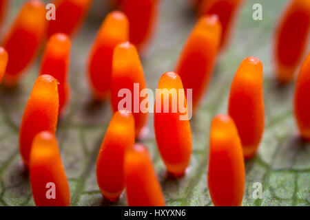 Uova di farfalla sul lato inferiore del fiore della passione foglia di vite (Passiflora sp.). San Jose, Costa Rica. Foto Stock