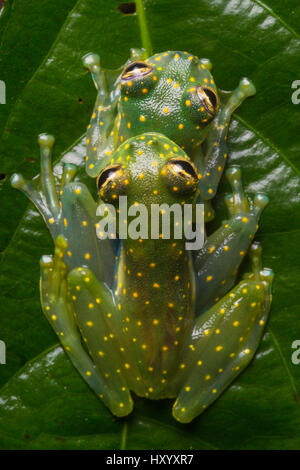 Giallo-Glassfrogs chiazzata (Sachatamia albomaculata) coppia in amplexus. Penisola di Osa, Costa Rica. Foto Stock