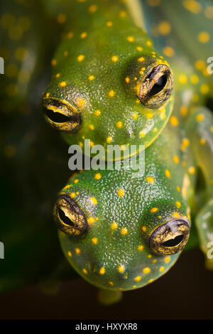 Giallo-Glassfrogs chiazzata (Sachatamia albomaculata) coppia in amplexus. Penisola di Osa, Costa Rica. Foto Stock