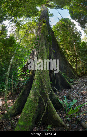 Enorme ebano (Ceiba pentandra), osa Peninsula, Costa Rica. Foto Stock