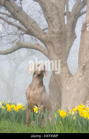 Ritratto di donna domestico di razza Weimaraner tra narcisi ai primi di maggio. Waterford, Connecticut, USA. Maggio. Foto Stock