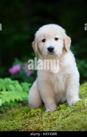 Ritratto della nazionale di golden retriever pup a metà estate. Torrington, Connecticut, Stati Uniti d'America. Luglio. Foto Stock