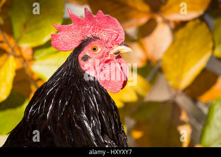 Ritratto di testa della nazionale di Rhode Island red rooster. Old Lyme, Connecticut, USA. Novembre. Foto Stock