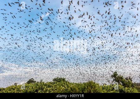 Di colore paglierino volpi volanti (Eidolon helvum) tornando a roost in mattina presto. Kasanka National Park, Zambia. Novembre 2015. Foto Stock