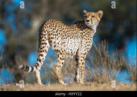 Ghepardo (Acinonyx jubatus) femmina il pattugliamento del territorio. Lungo canalone, Ngorongoro Conservation Area, Tanzania. Aprile. Foto Stock