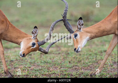 Impala maschio (Aepyceros melampus) lotta / il combattimento. Parco Nazionale del Serengeti, Tanzania. Marzo. Foto Stock