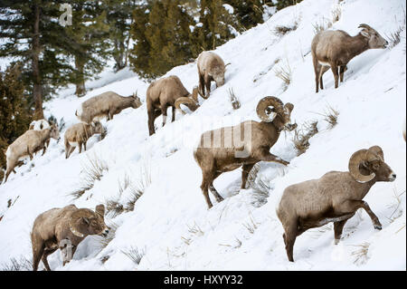 Rocky Mountain bighorn (Ovis canadensis canadensis) ricerca per pascolo sotto la neve profonda. Lamar Valley, il Parco Nazionale di Yellowstone, Wyoming negli Stati Uniti. Gennaio. Foto Stock