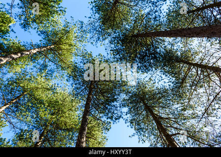 Alberi di pino a Ainsdale dune di sabbia Riserva Naturale Nazionale Foto Stock