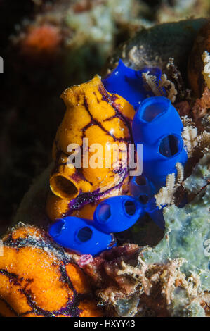 Mare sqirts o tunicati (Rhopalaea) e Golden sea squirt (Polycarpa aurata). Raja Ampat, Papua occidentale, in Indonesia. Foto Stock