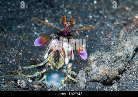 Rosa-eared canocchia (Odontodactylus latirostris). Lembeh strait, Nord Sulawesi, Indonesia. Foto Stock