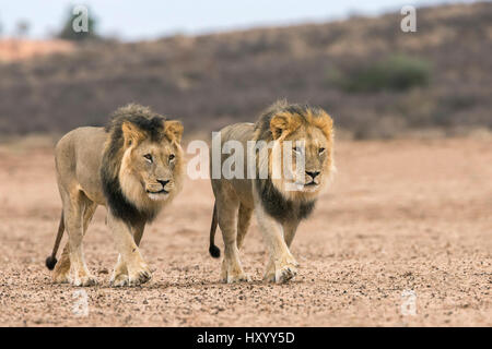 I Lions di sesso maschile (Panthera leo) di pattuglia del Kalahari Kgalagadi Parco transfrontaliero, Northern Cape, Sud Africa, febbraio 2016. Foto Stock
