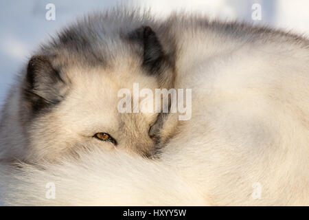 Arctic Fox volpe (Vulpes vulpes lagopus), prigionieri Highland Wildlife Park, Kingussie, Highlands scozzesi, Regno Unito, dicembre. Foto Stock