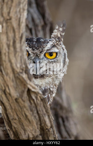 Ritratto di testa di macchiato il gufo reale (Bubo africanus), Kgalagadi Parco transfrontaliero, Northern Cape, Sud Africa, febbraio 2016. Foto Stock