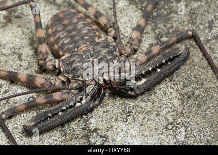 Frusta Tailless scorpion (Damon diadema) captive provenienti dall Africa orientale. Ottobre. Foto Stock