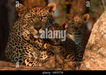 Leopard (Panthera pardus) madre con i cuccioli, Londolozi Private Game Reserve, Sabi Sands Game Reserve, Sud Africa. Foto Stock