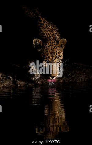 Leopard (Panthera pardus) bere, riflessa nella waterhole, Londolozi Private Game Reserve, Sabi Sands Game Reserve, Sud Africa. Foto Stock