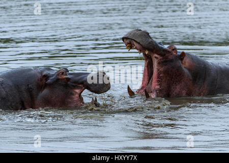 Rf- ippopotami (Hippopotamus amphibius) combattimenti, Londolozi Private Game Reserve, Sabi Sands Game Reserve, Sud Africa. Foto Stock