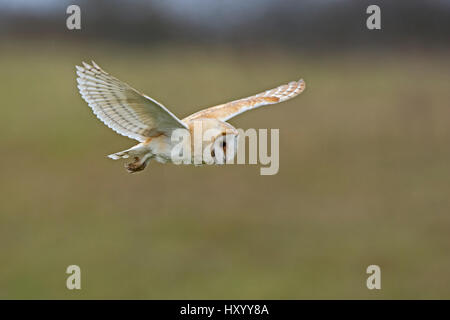 Il barbagianni (Tyto alba) la caccia su prato. North Norfolk, Inghilterra, Regno Unito. Marzo. Foto Stock