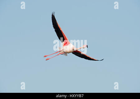 Fenicottero maggiore (Phoenicopterus roseus) in volo. La Camargue, la Provenza, Francia. Maggio. Foto Stock